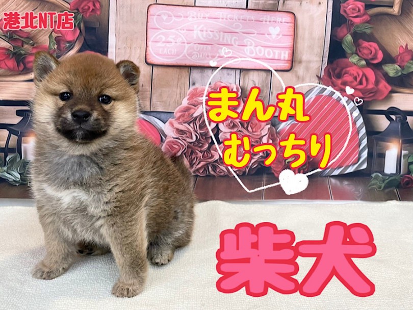 【 柴犬 】横浜イチのまん丸たぬき顔したむっちりボディの柴子さん