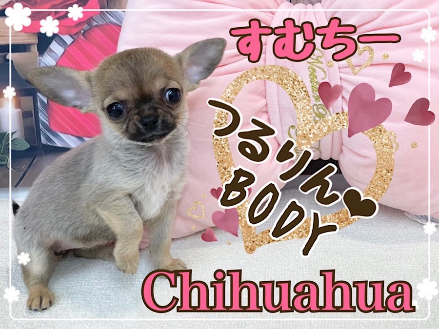 チワワ 】小さめ！つるりんBODYのフォーンカラーのスムチーちゃん