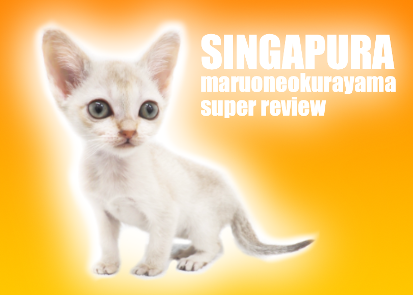 シンガプーラ 】世界最小サイズの希少猫種！！小さな妖精の