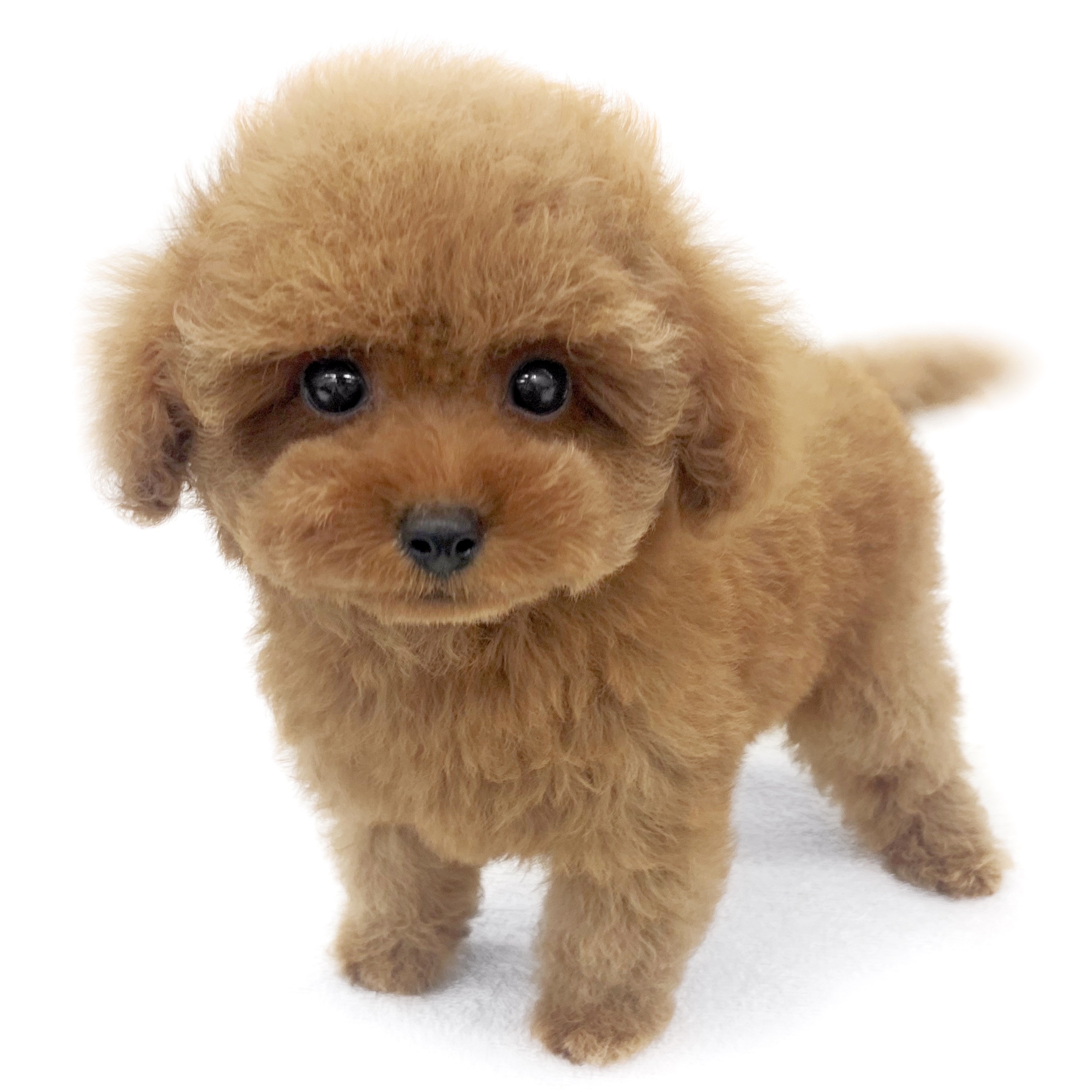 トイ・プードル | ペットショップ マルワン 小さめ子犬 美形な子猫