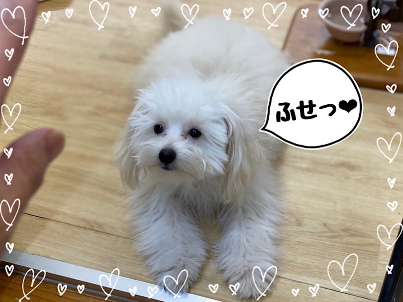 フセで待つポメプー君 | MIX犬 ポメプー （312050） - 横浜 港北ニュータウン店