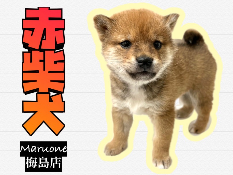【 柴犬 】日本を代表する人気和犬種！ファーストインプレッション公開！