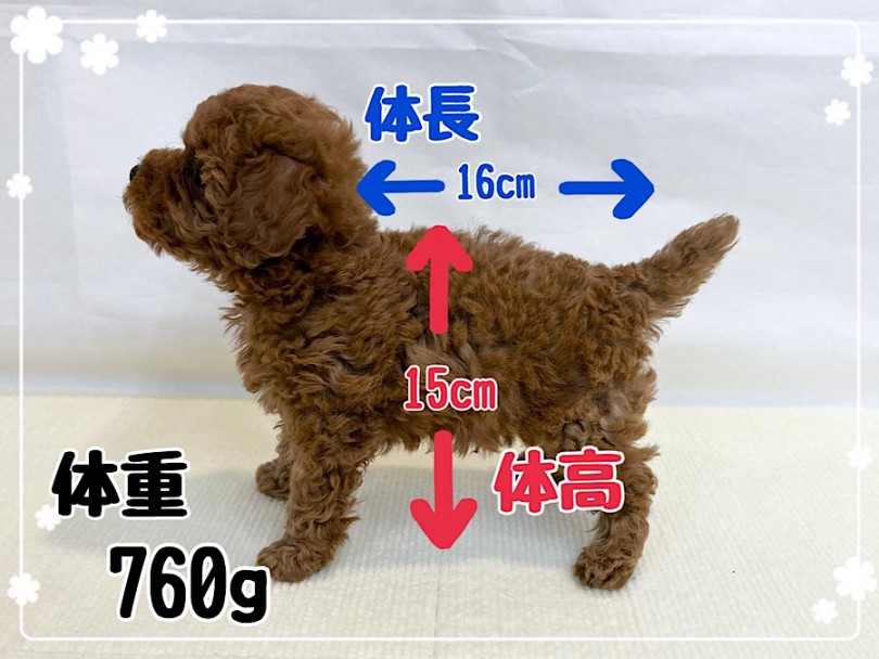 成犬時は、2.0kgから4.0kgを予想してます | トイ・プードル （312085） - 横浜 港北ニュータウン店