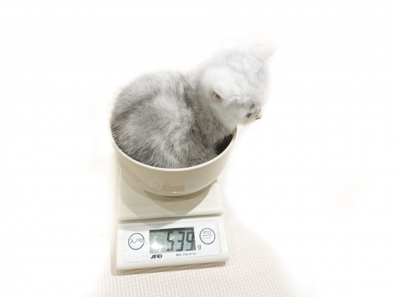 成猫時予想体重は4.0kg~5.0kgを予想 | ミヌエット （11893） - 横浜 白楽店