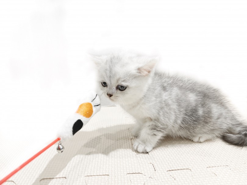 初めての猫じゃらし、遊び方が独特です！ | ミヌエット （11893） - 横浜 白楽店