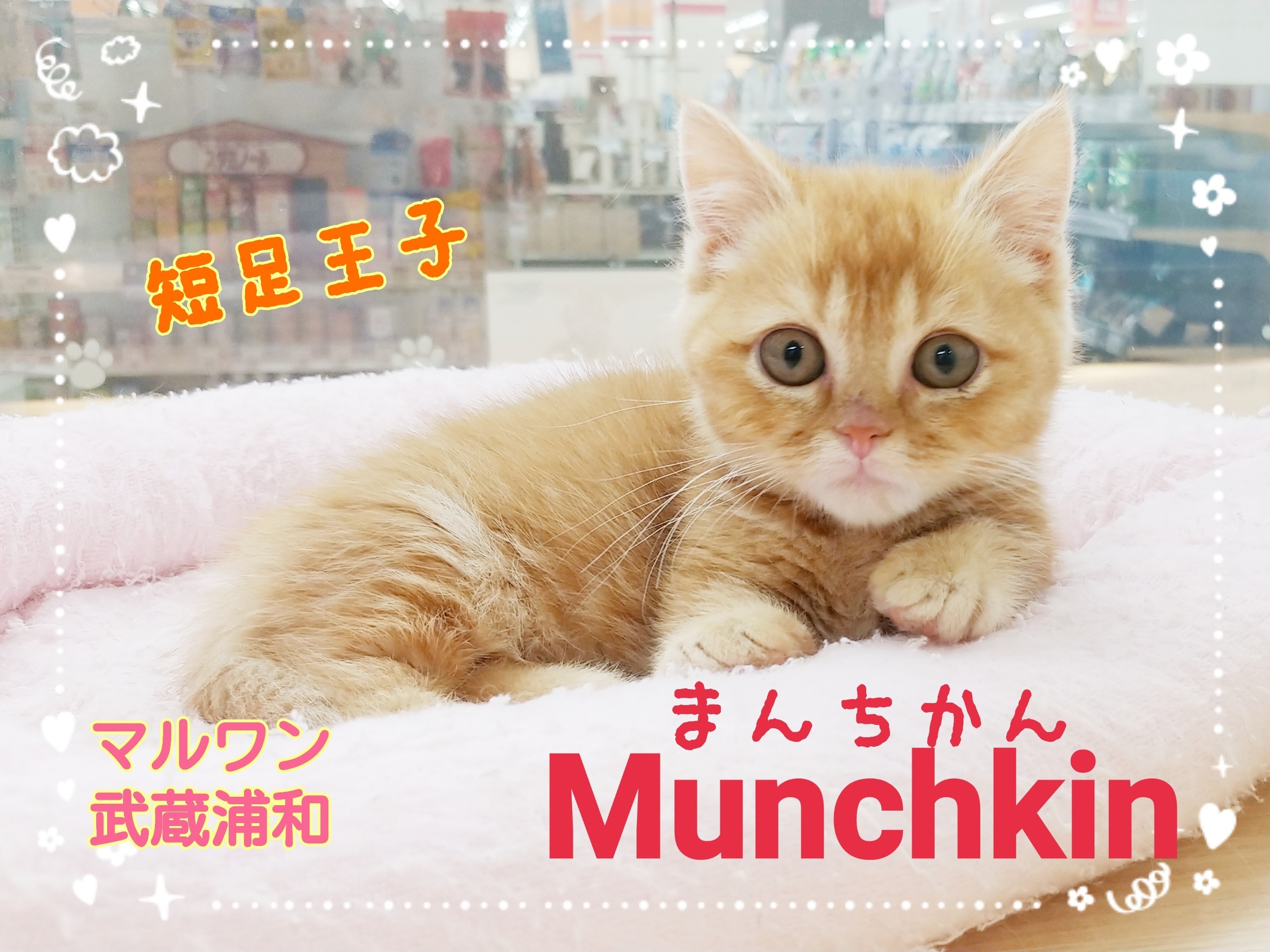 マンチカン 】短足猫の激かわ王子！マンチカンとの生活で気を付ける