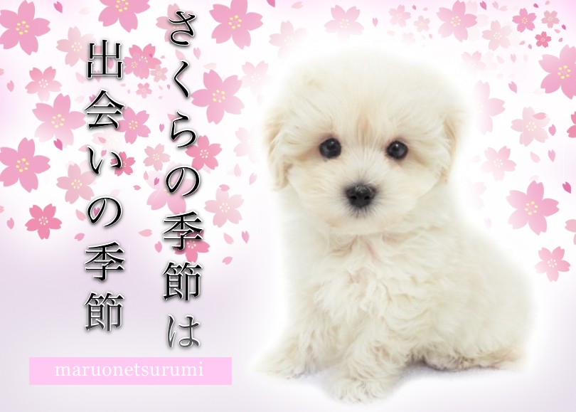 【RIBONページ】ワンちゃんズ大集合☆ RODEO CROWNS WIDE BOWL | OrionBeerxRCS BeerGirlTワンピース