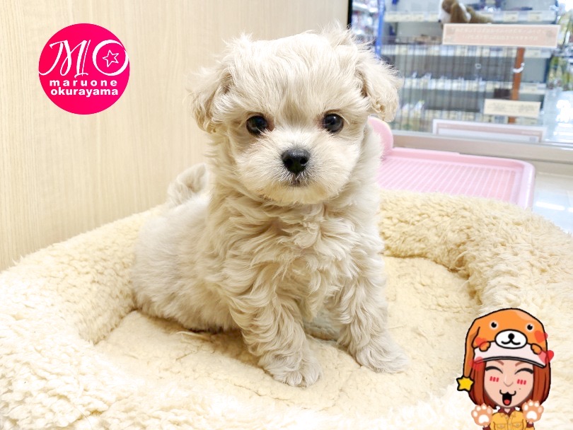 日々の最高の癒やしを与えてくれますよ♪ | MIX犬 ペキプー （6131149） - 横浜 大倉山店