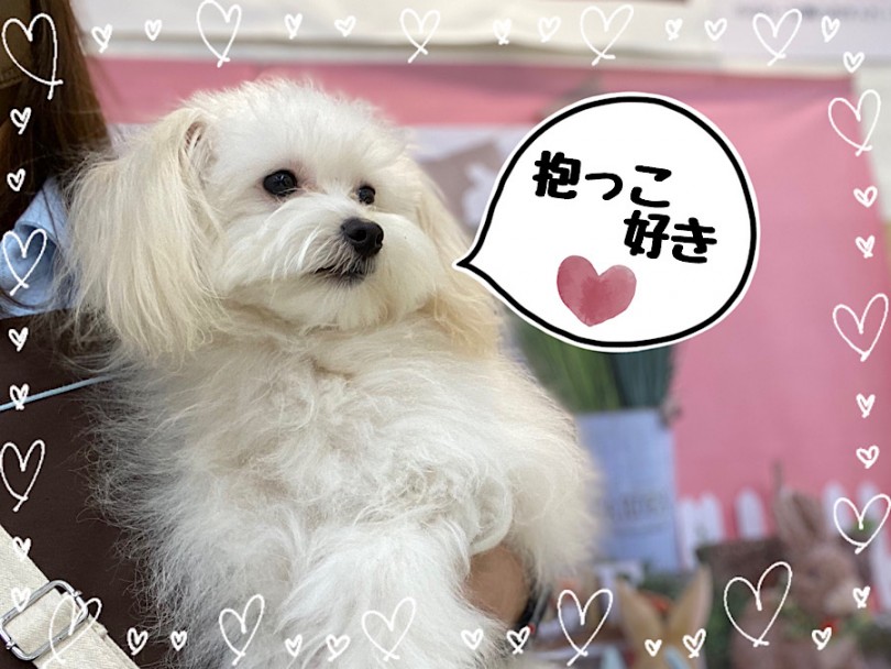 ご年配のご家族がいるファミリーに | MIX犬 ポメプー （312050） - 横浜 港北ニュータウン店