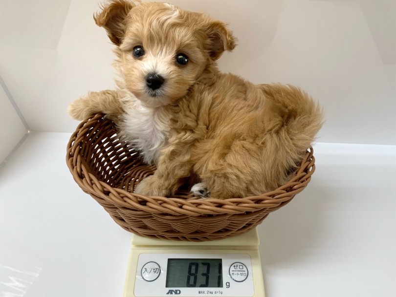 両親共に3.0kg！生後2ヶ月で831g！ | MIX犬 マルプー （119321） - 梅島店