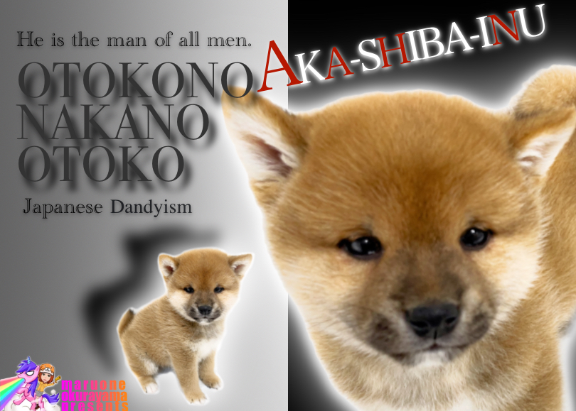 【 柴犬 】究極のくま顔と健康ボディが愛らしい！大倉山店不動の人気の柴犬！
