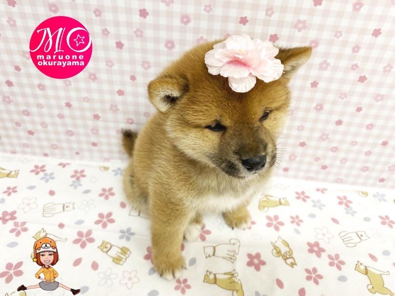 桜と柴犬は最高のコラボレーション！！ | 柴犬 （6131151） - 横浜 大倉山店