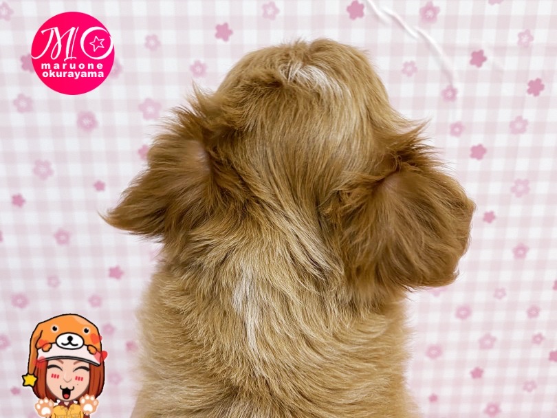 1番目立つのが後頭部にある毛♡ | MIX犬 チワプー （6131153） - 横浜 大倉山店