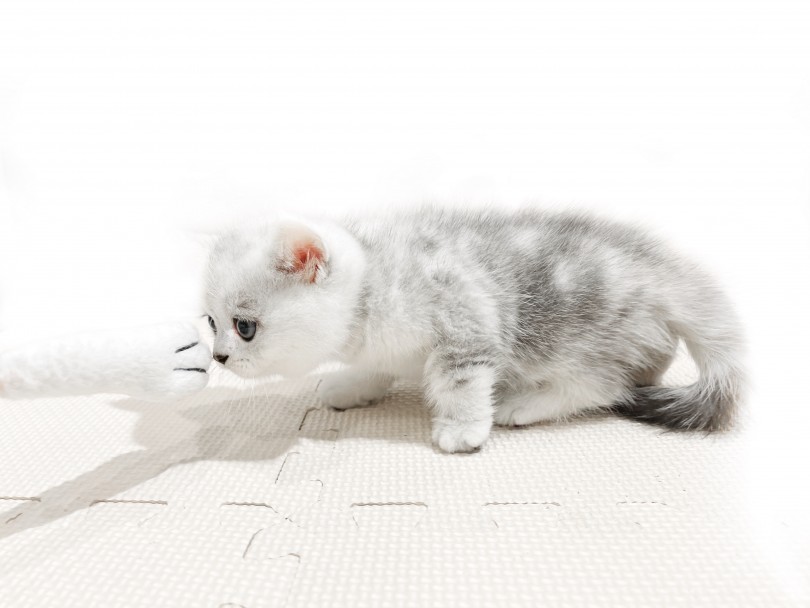 初めての猫じゃらしに挑戦！ | ミヌエット （11893） - 横浜 白楽店