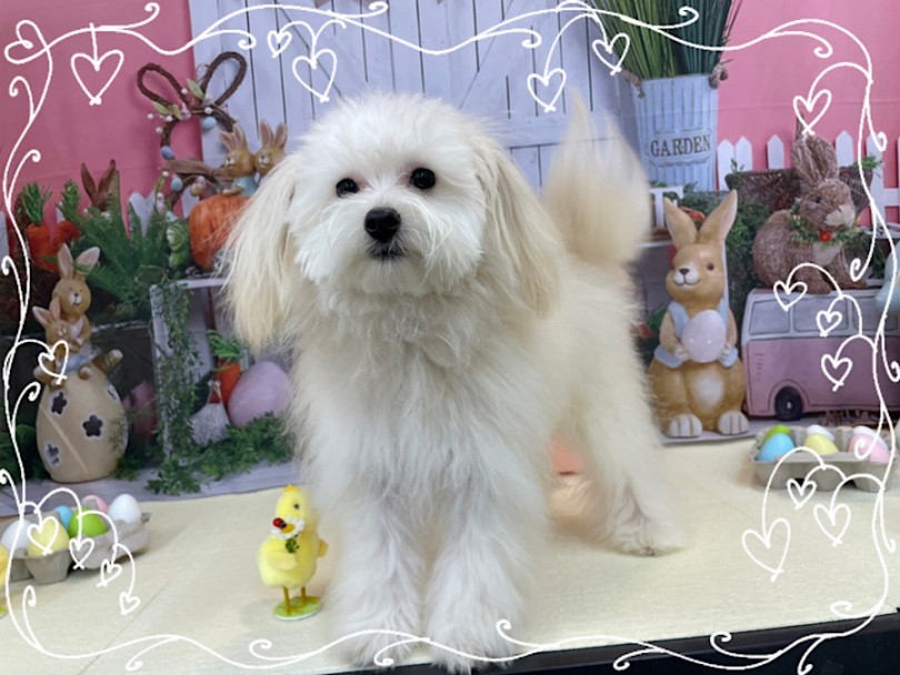 性格の良さは今までのミックス犬の中でもトップクラス | MIX犬 ポメプー （312050） - 横浜 港北ニュータウン店