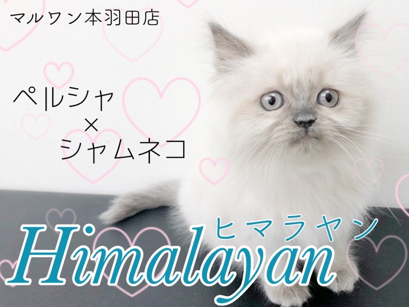 【 ヒマラヤン 】おっとりペルシャと気品高いシャム猫のコラボは最強の癒し！