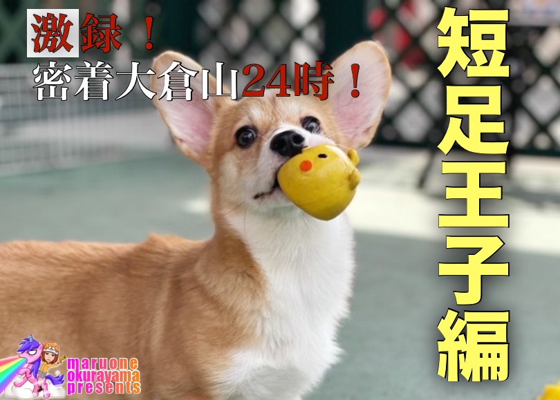 コーギー 】元気いっぱい！楽しく過ごす短足王子の1日に密着