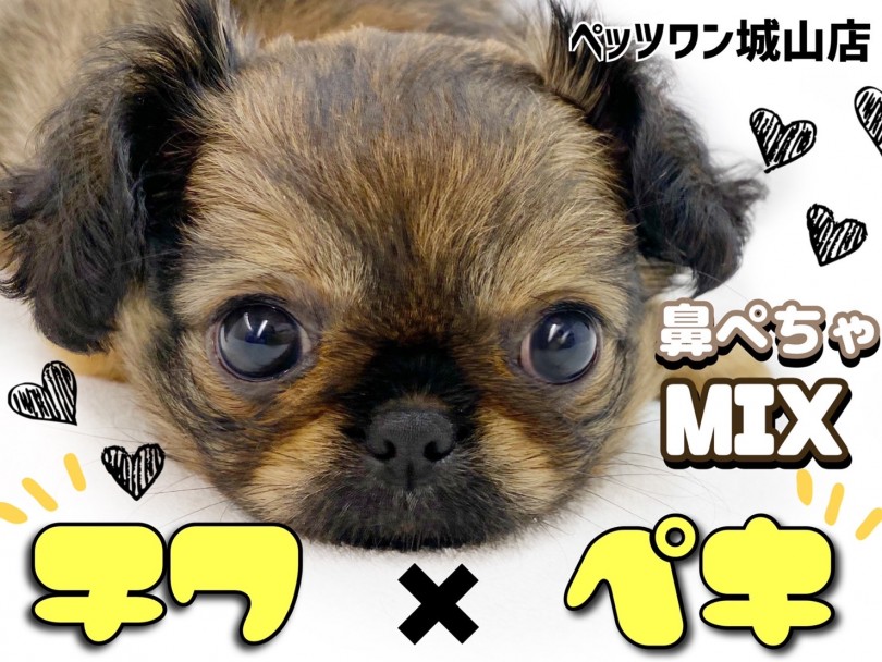 【 MIX 】鼻ぺちゃが可愛すぎるチワワ×ペキニーズMIX犬