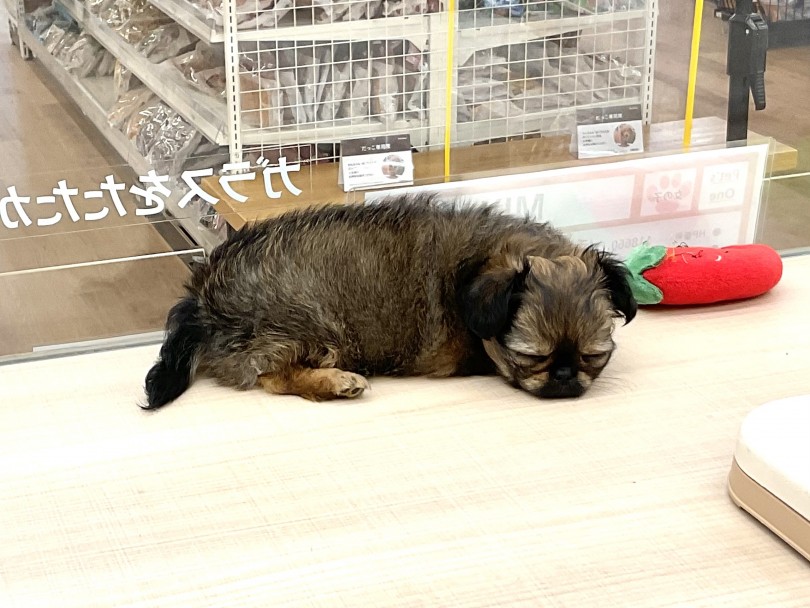 子犬の睡眠時間は長い | MIX犬 チワペキ （118660） - 城山店