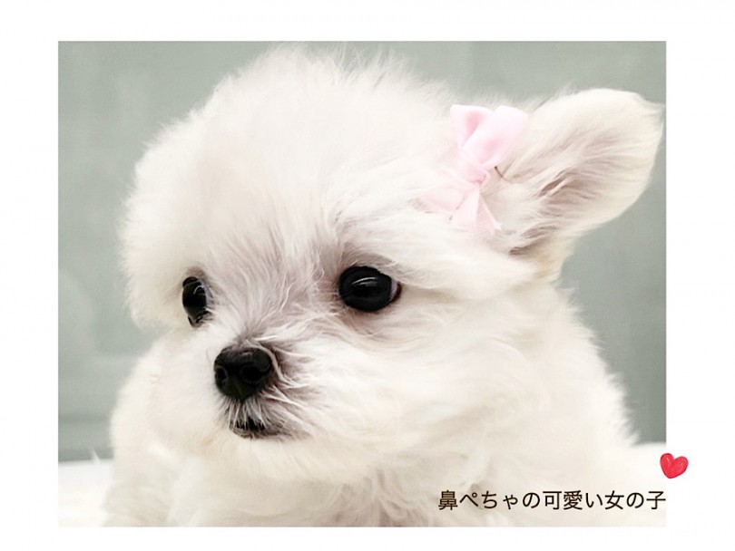 元気いっぱいプッチーサイズのチワマルちゃんをご紹介 | MIX犬 チワマル （312091） - 横浜 港北ニュータウン店