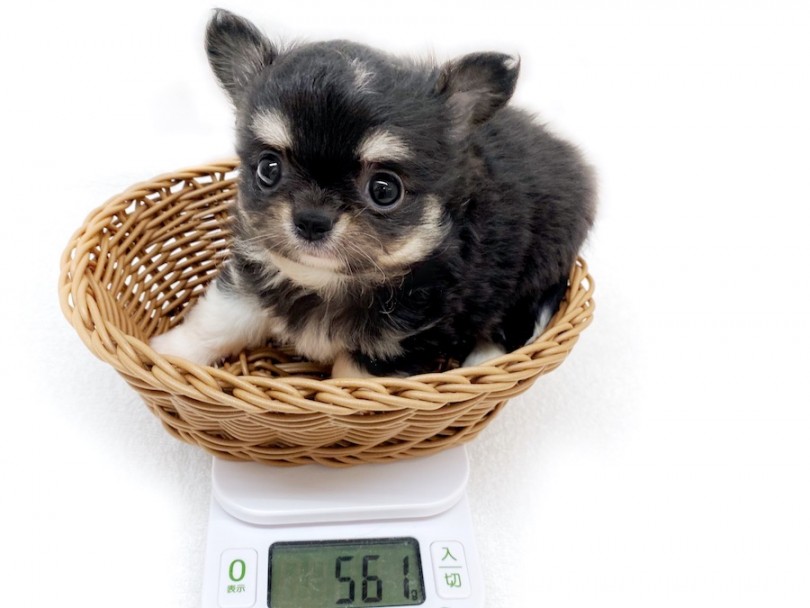 成犬時体重は2~2.5kg前後の小さめサイズ | チワワ （120523） - 横浜 今宿店