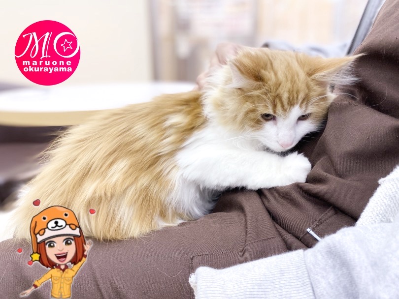 抱っこOK！スキンシップ大好き猫ちゃんに成長！ | ノルウェージャンフォレストキャット （6131132） - 横浜 大倉山店