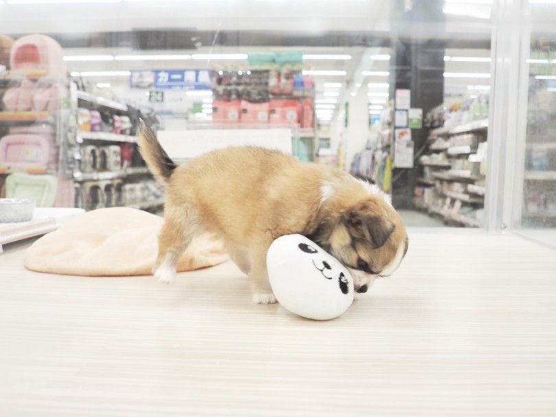 お気に入りのおもちゃはパンダのぬいぐるみ | MIX犬 チワパピ （713873） - 横浜 鶴見店