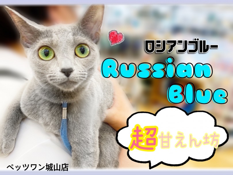 【 ロシアンブルー 】超べったりの甘えん坊の抱っこ猫