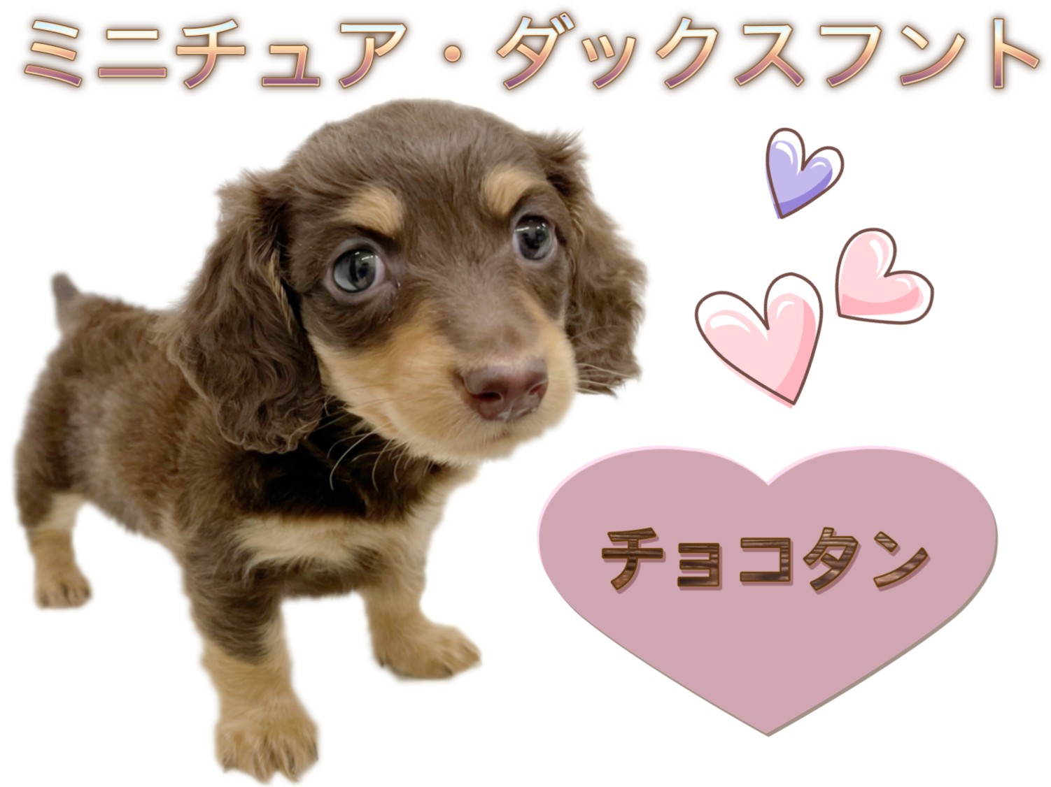 ミニチュアダックスフント 】チョコタンの甘〜いフェイスの女の子が