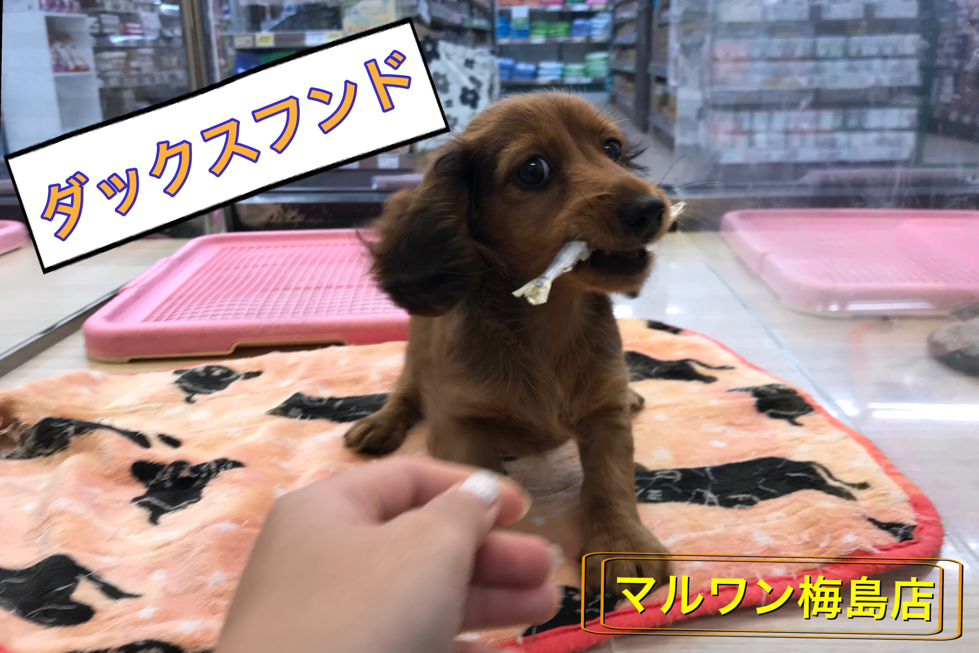 ダックス様ご依頼品おまとめ ステッカー （ ちょい悪 正方形 セット 大1枚小2枚 ）ダックス