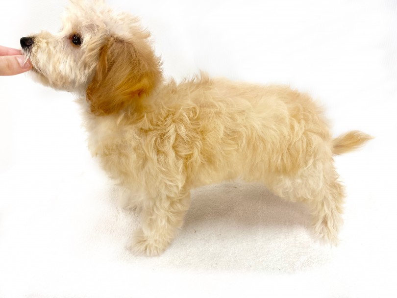 人気の『ドワーフ体型』のような体型 | MIX犬 マルプー （118641） - 城山店
