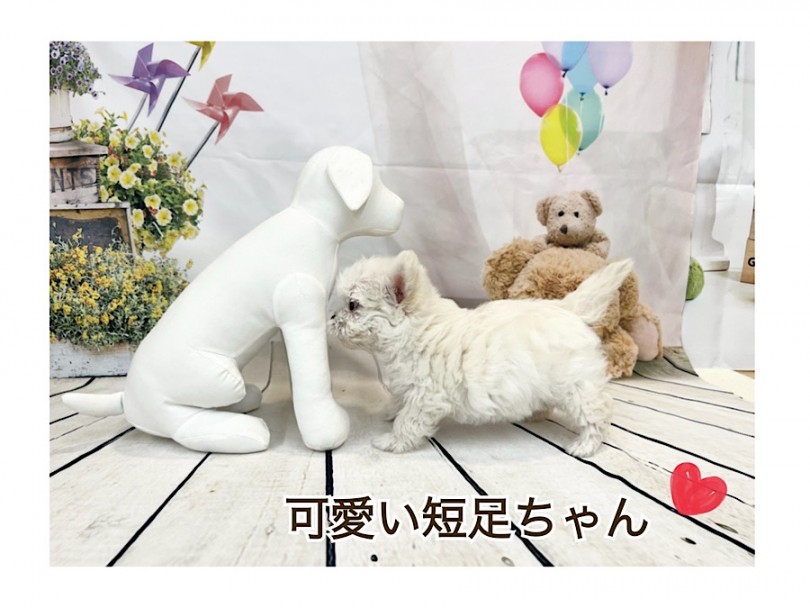 今は全体的にママ似のチワマルちゃん | MIX犬 チワマル （312091） - 横浜 港北ニュータウン店