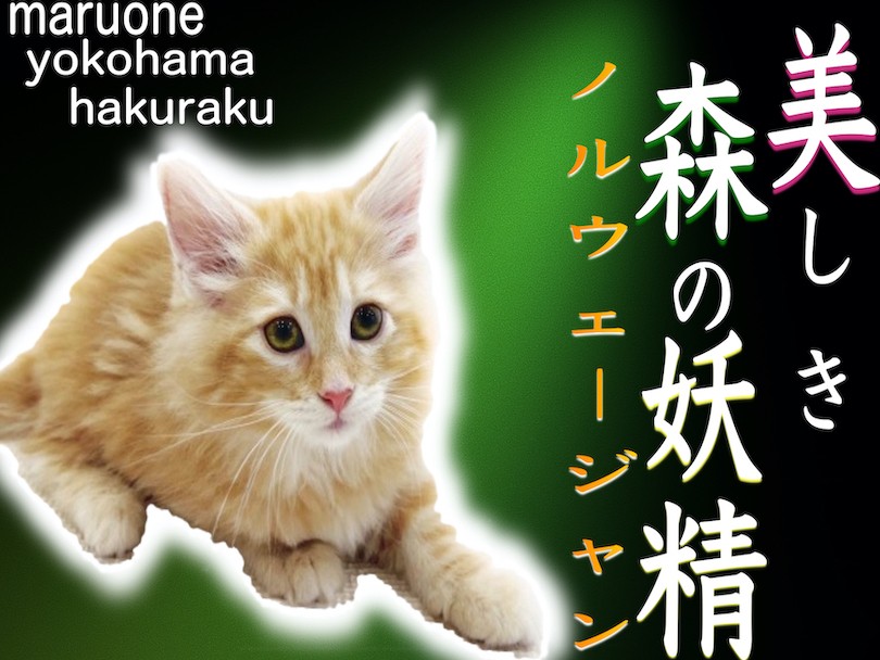 ノルウェージャンフォレストキャット 】研ぎ澄まされた美しさと遊び
