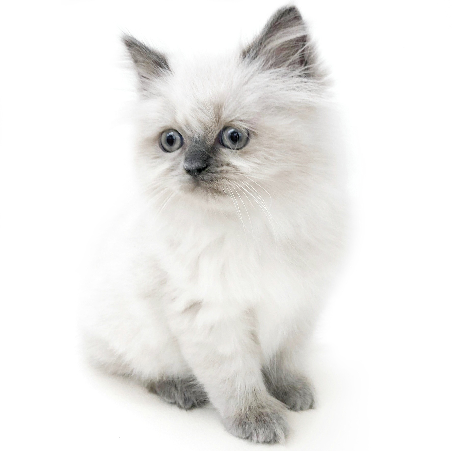 サマーシリーズ、被るだけマリンカラー(赤)わんちゃん猫ちゃん用 キャティーマン ねこちゃんの国産牛乳 1歳までの成長期用 200ml