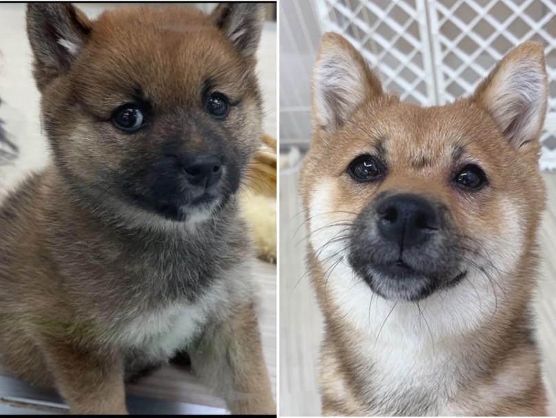 左は生後2か月ごろの写真で、右は6か月たった現在の豆柴ちゃん | 豆柴 （713842） - 横浜 鶴見店