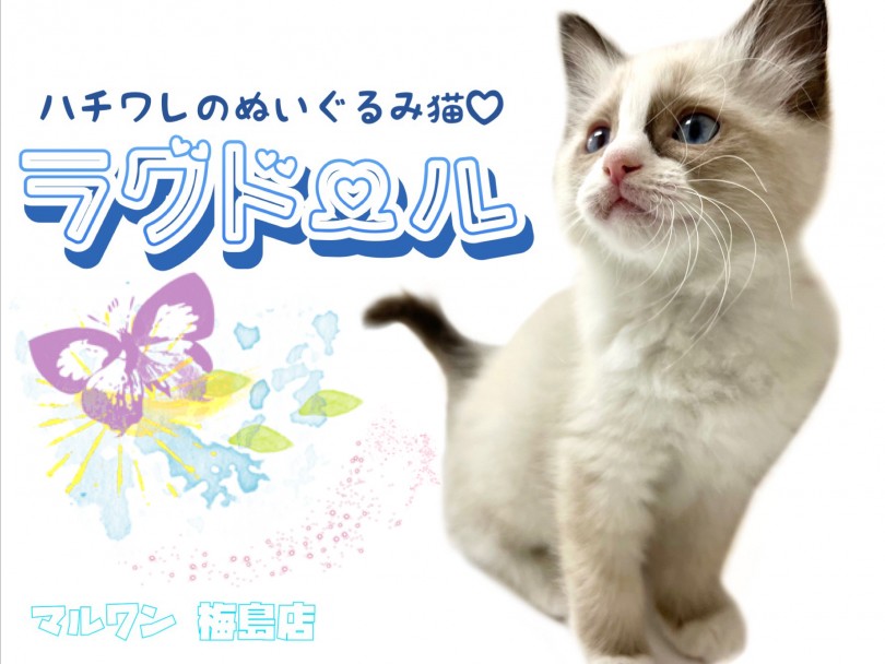 【 ラグドール 】子猫人気NO.1！ハチワレ模様が特徴のぬいぐるみ猫！