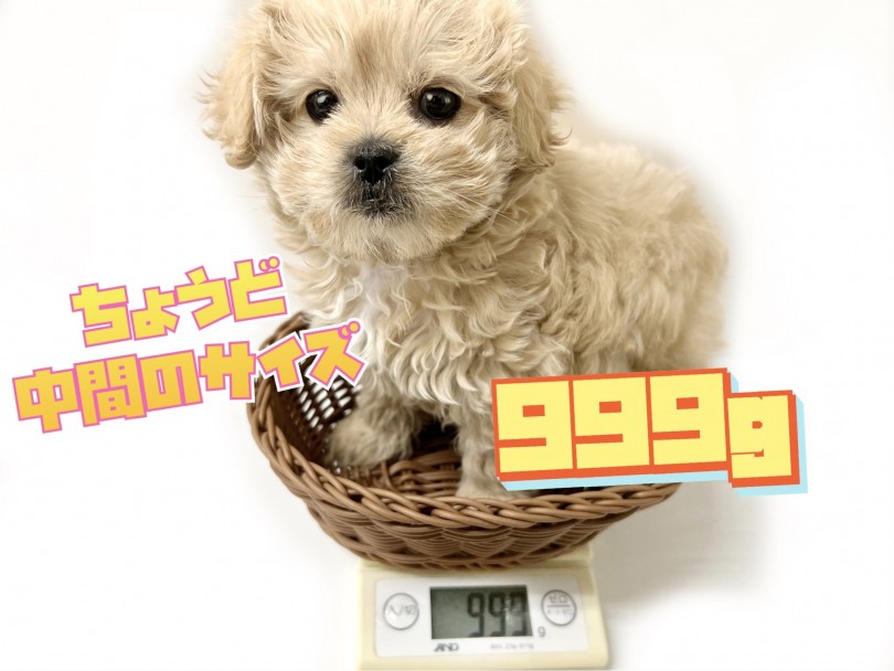 生後約3か月の体重は999g | MIX犬 ペキプー （119328） - 梅島店