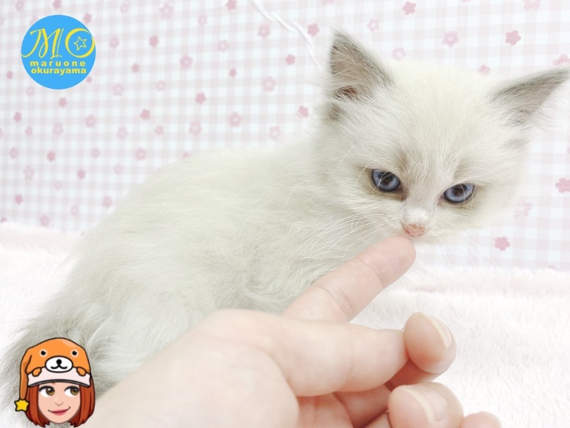 猫ちゃんへのご挨拶は指先タッチ！ | ラグドール （6131155） - 横浜 大倉山店