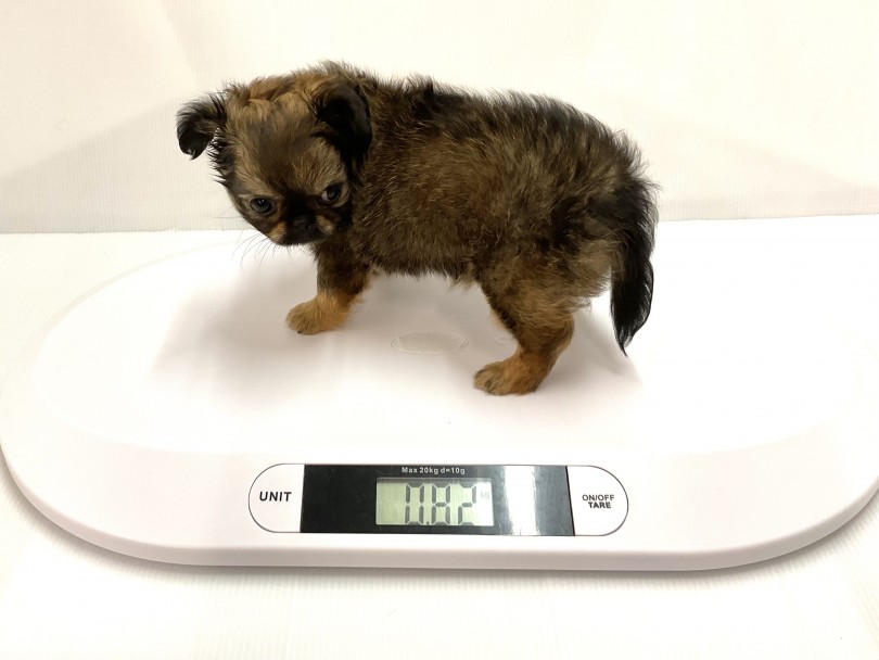 成犬時の予想体重は2.0～5.0kgくらい | MIX犬 チワペキ （118660） - 城山店