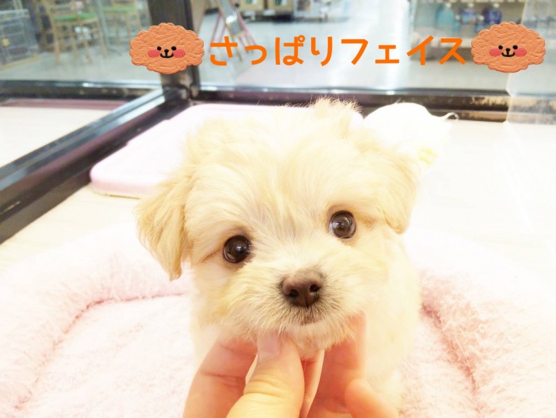カットが楽しめる！ | MIX犬 チワマル （413102） - さいたま 武蔵浦和店