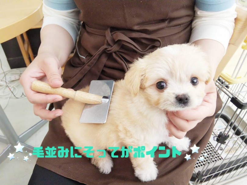 シャンプー後のブロー | MIX犬 チワマル （413102） - さいたま 武蔵浦和店