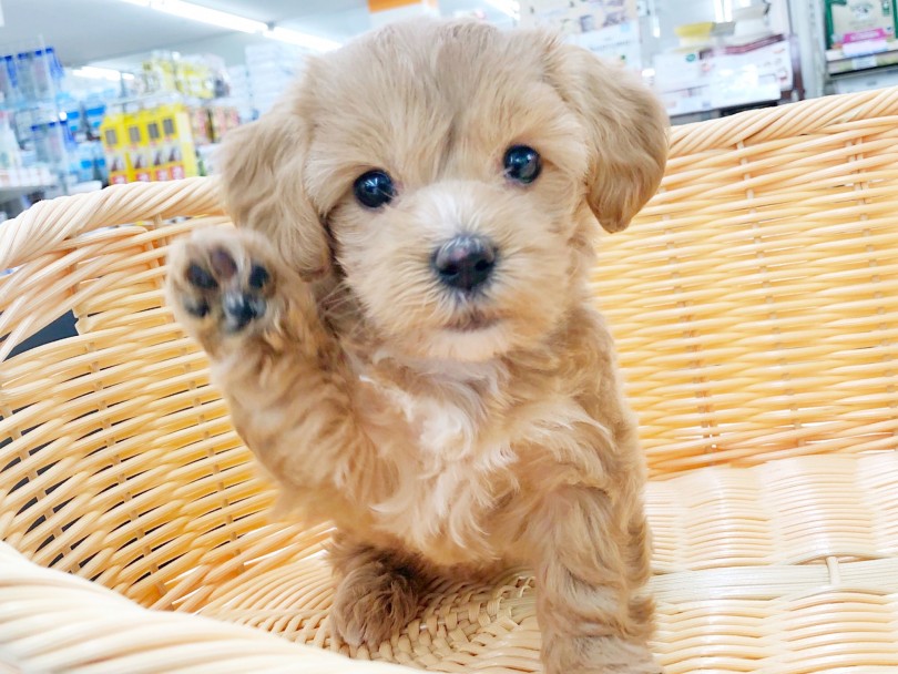 はっきり言って可愛い子です！ | MIX犬 マルプー （512810） - 本羽田店