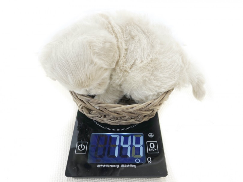 生後60日時点の体重は744g | MIX犬 マルプー （814745） - 大和 相模大塚店
