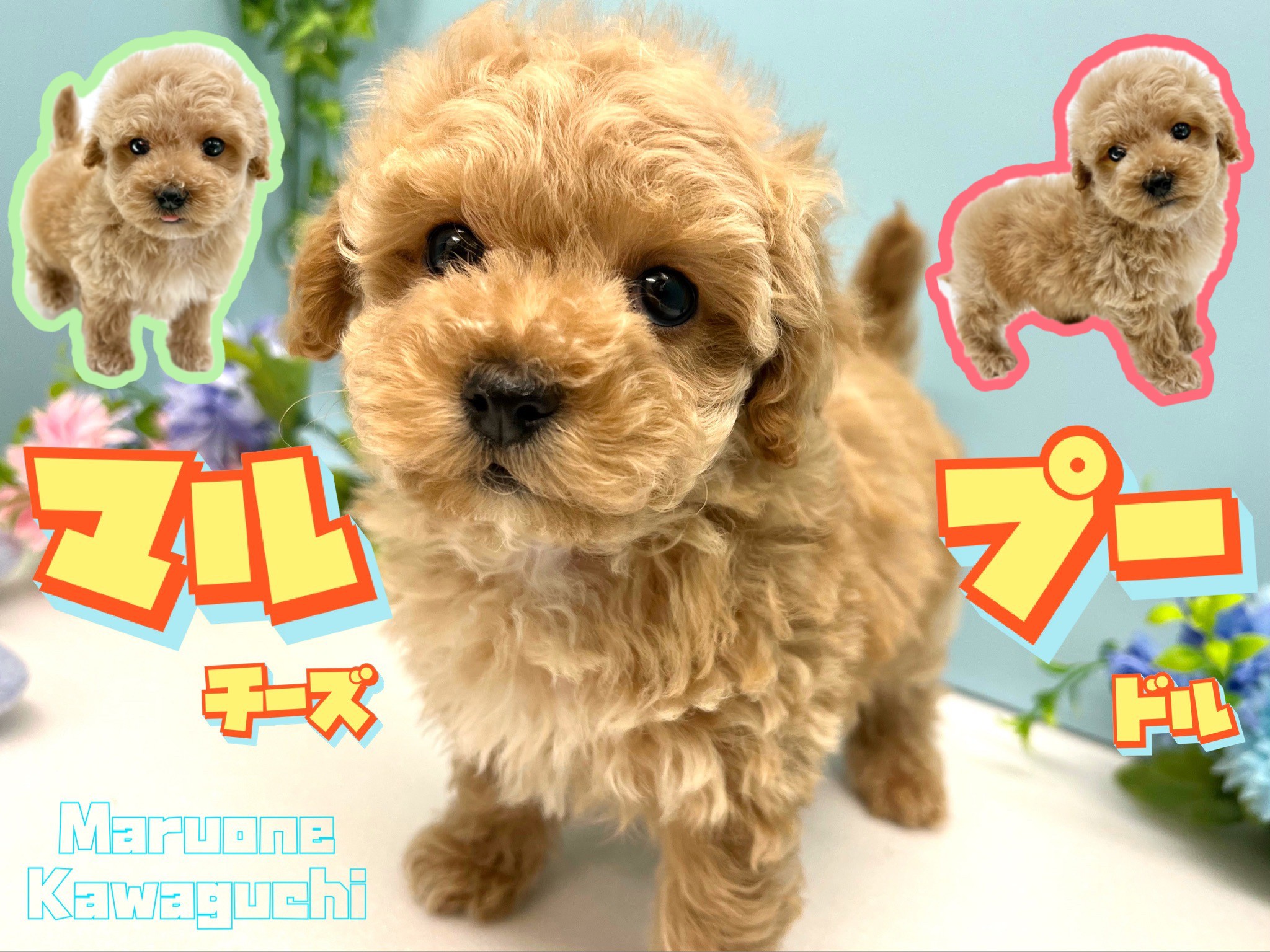 マルプー　キラキラの方 MIX 】生後60日で753g！小さめで毛の抜け難いハイブリットマルプー