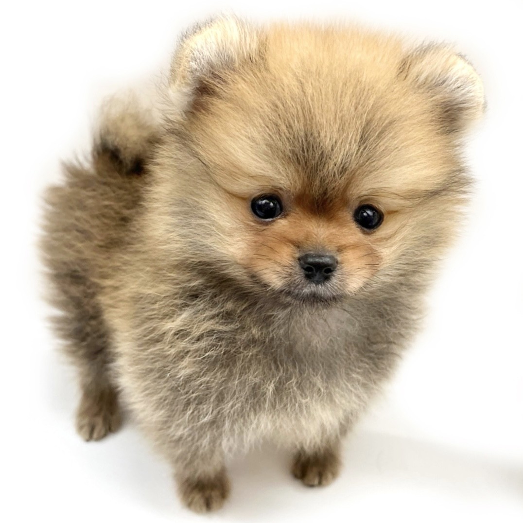 ポメラニアン | ペットショップ マルワン 小さめ子犬 美形な子猫