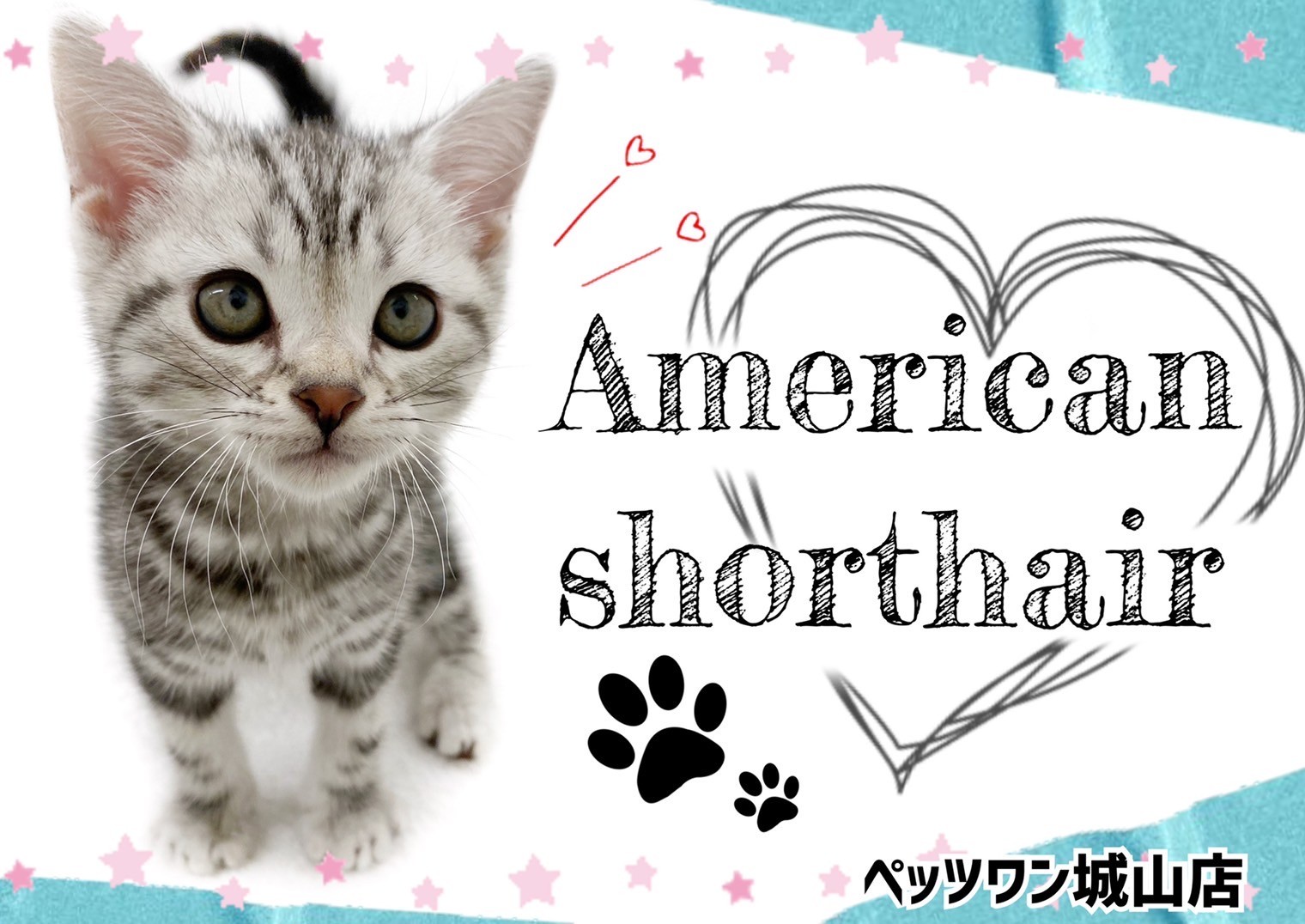 アメリカンショートヘア 】城山店のパーフェクトボーイ | マルワンBLOG