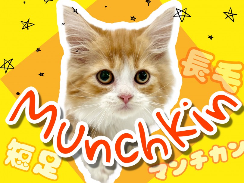 【 マンチカン 】猫界のダックスフント！短足長毛で魅力がいっぱいなマンチカン！
