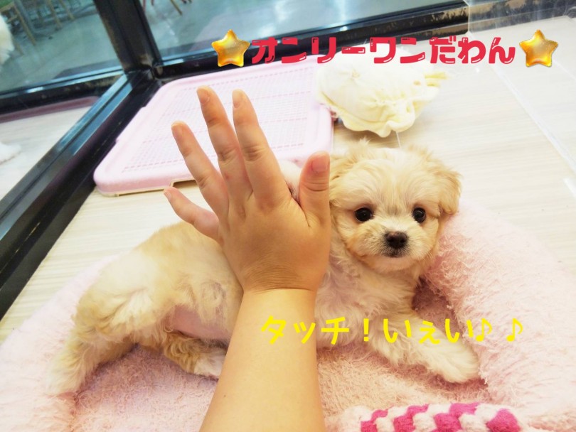 世界に1頭だけのオンリーワンのワンちゃん | MIX犬 チワマル （413102） - さいたま 武蔵浦和店