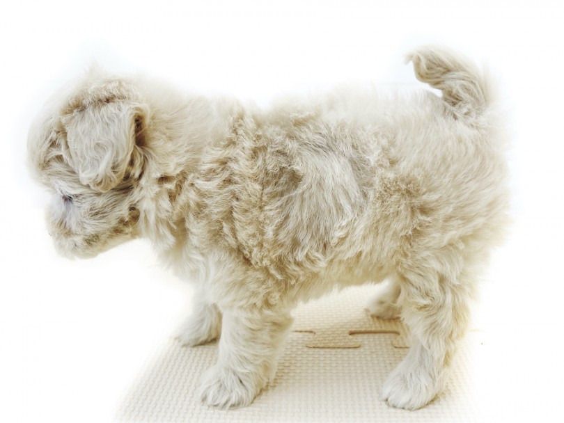 ヨチヨチ歩きが可愛らしいドワーフ体型 | MIX犬 マルプー （814745） - 大和 相模大塚店
