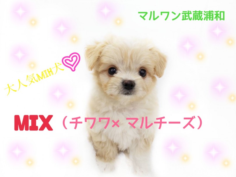 【 MIX・チワワ×マルチーズ 】人気のMIX犬！両親の良いとこどりの子！！
